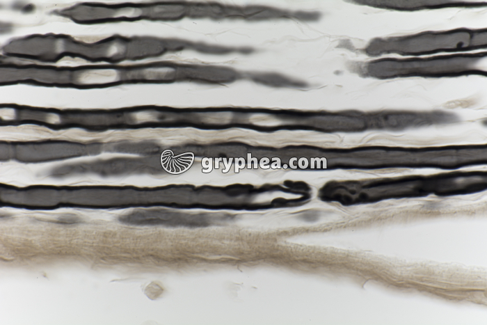 Nerf AO Mammifère CL x200 - gryphea.com